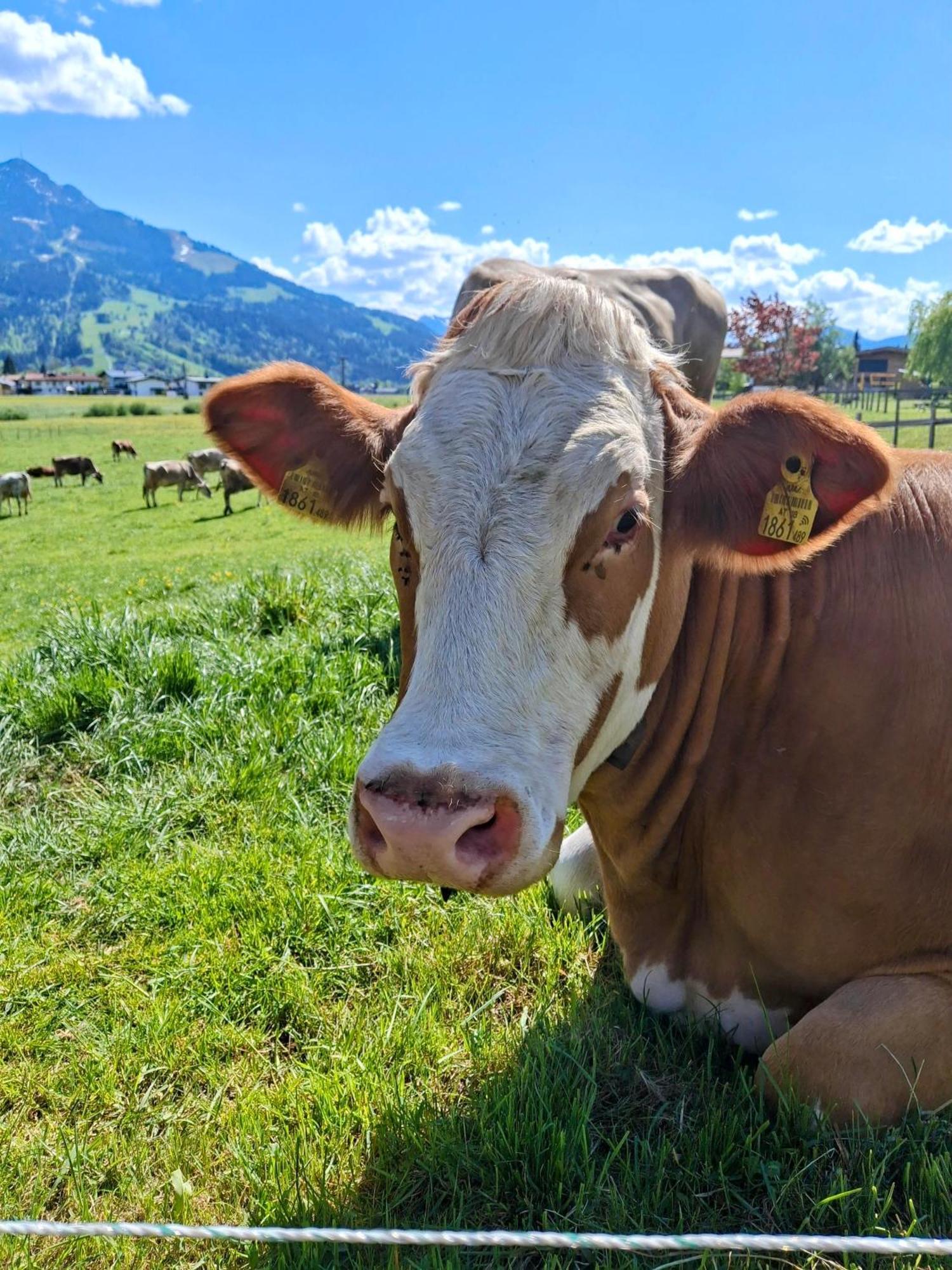 Lampererhof Villa St. Johann in Tirol Kültér fotó