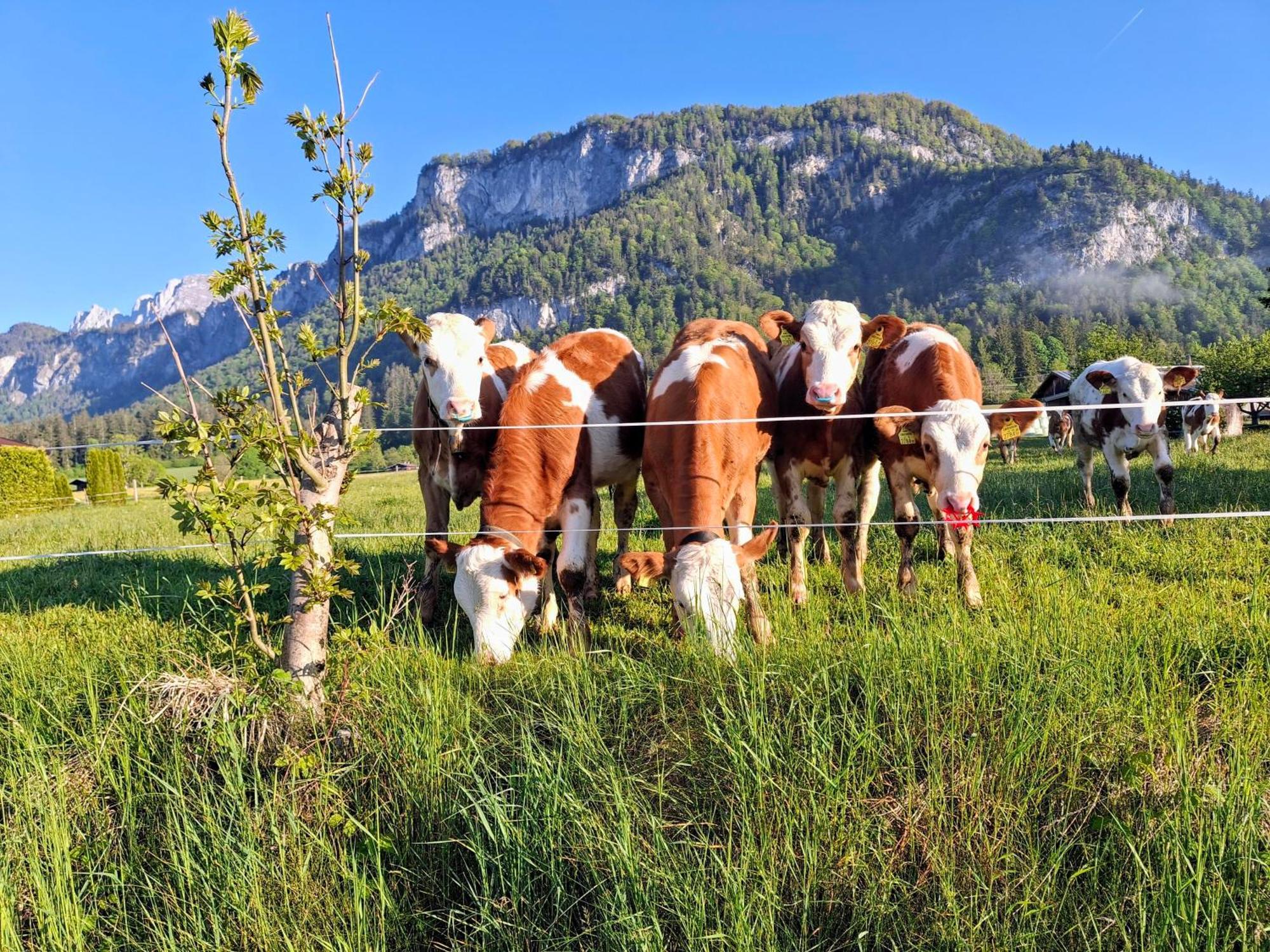 Lampererhof Villa St. Johann in Tirol Kültér fotó