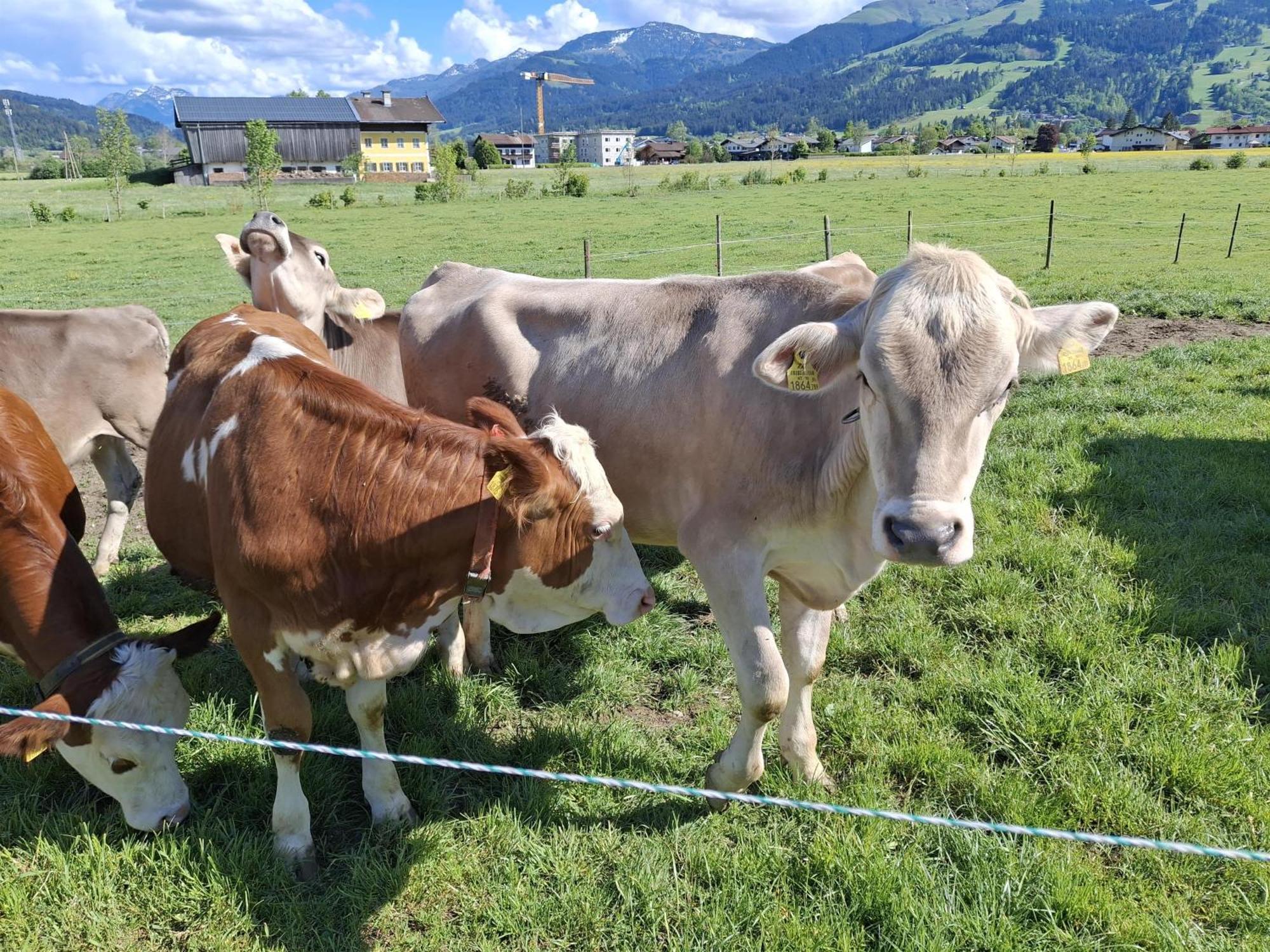 Lampererhof Villa St. Johann in Tirol Kültér fotó